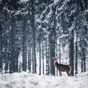 Doe in de sneeuwjacht II