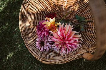 Ernte des Sommers – Dahlien in einem Weidenkorb