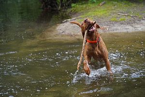 Wasserspiele am See mit einem braunen Magyar Vizsla Drahthaar.