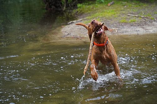 Waterspelletjes aan het meer met een bruine Magyar Vizsla draadhaar.