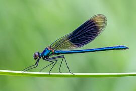 Le damoiseau des prés. sur Els Oomis