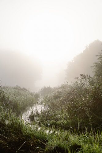 Dauw en ochtendmist boven het water