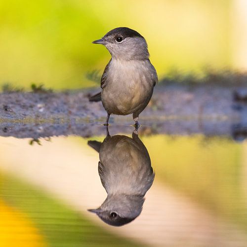 The Watchful Blackcap by Alexander Tromp