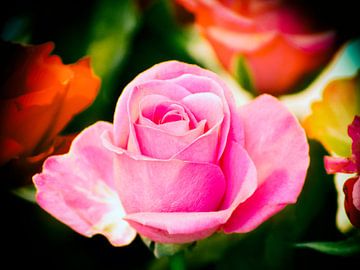 Roze roos van Wilfred Roelofs