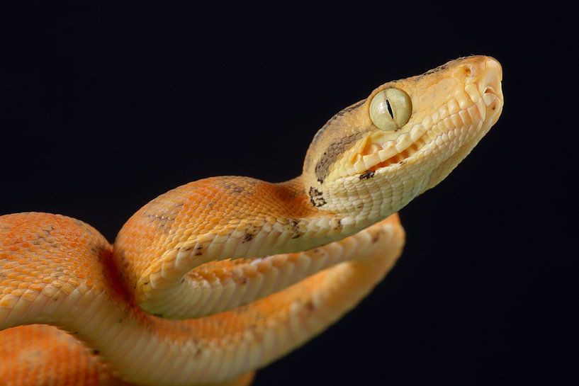 Gartenboa (Corallus hortulana) von Ronald Pol