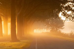 Straße im Nebel bei Sonnenaufgang