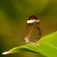 Greta Oto