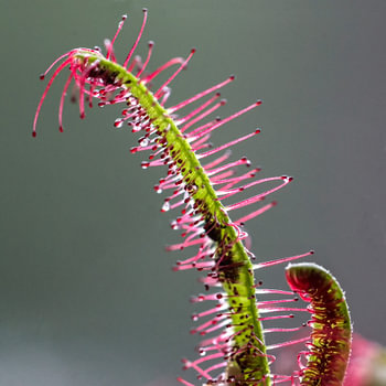 macro van Zonnedauw, een vleesetende plant