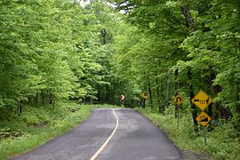 Eine Landstraße im Sommer von Claude Laprise