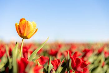 Si vous êtes spécial, vous devez en sortir !