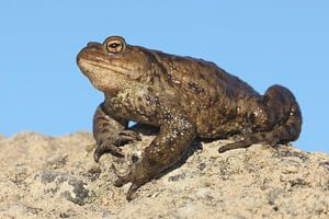 Crapaud commun (Bufo bufo)