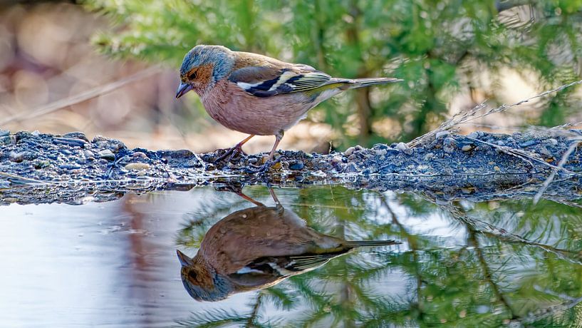 Hé, c'est moi ? par JW Image Solutions