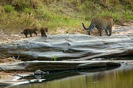 Leopards at the river by Peter Michel