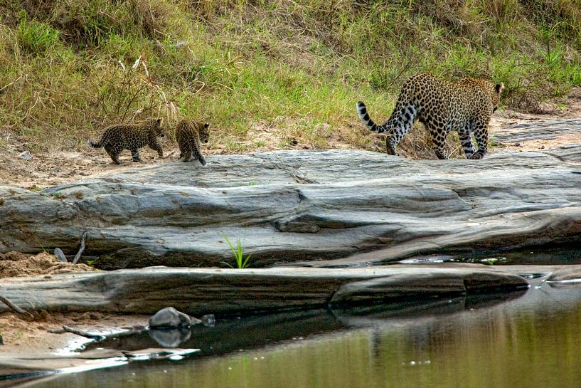 Leopards at the river by Peter Michel
