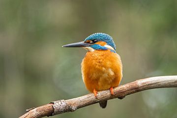 ijsvogel, kingfisher, ijsvogels van M. B. fotografie