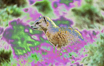 Mongoose by Ronald Wilfred Jansen