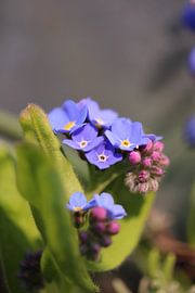 Myosotis Famille Raublatt (Boraginaceae)