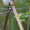Agrion mosaïque bleu-vert sur Matthias Brix