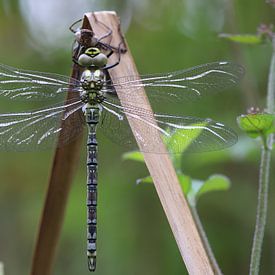 Agrion mosaïque bleu-vert sur Matthias Brix