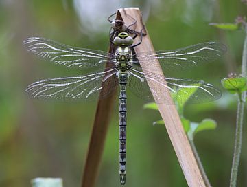 Agrion mosaïque bleu-vert