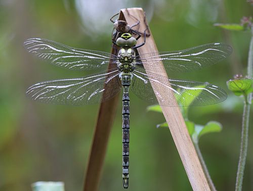 Blauwgroene mozaïekjuffer