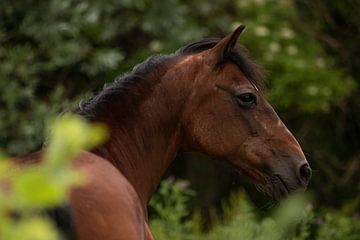 Paard in het bos