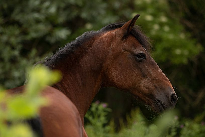 Pferd im Wald von Eliza Epker