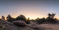 Frosty Cold Twilight