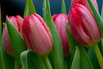 Red and raindrops on red tulips from the Netherlands by Jolanda de Jong-Jansen