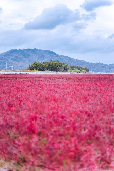 Seoul by Hello Pompoyo