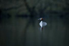 Grebe by Bert Kok