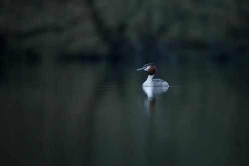 Grebe