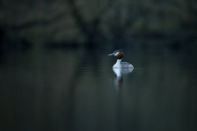 Grebe par Bert Kok