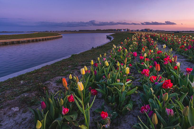Tulpen in Zeewolde. van Robin van Maanen