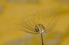 Waterdrop in the Yellow Morning Star by Marlies Reimering