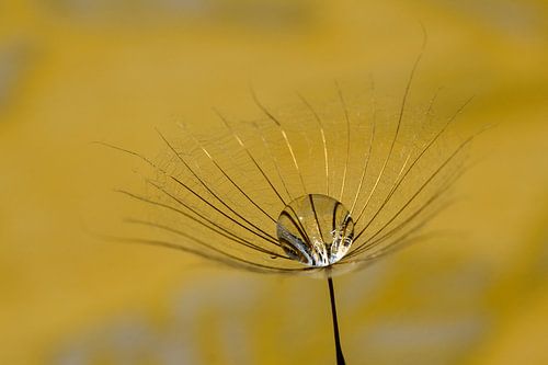 Waterdrop in the Yellow Morning Star