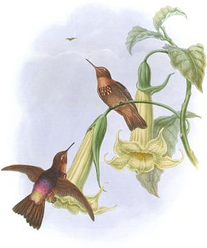 Zwart-throat sunbeam, John Gould van Hummingbirds