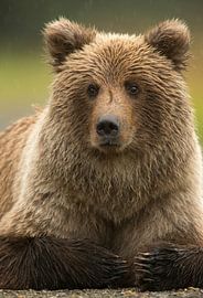 Alaska Bruine Beer (Ursus arctos gyas)