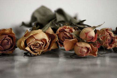 Gedroogde rozen pastel
