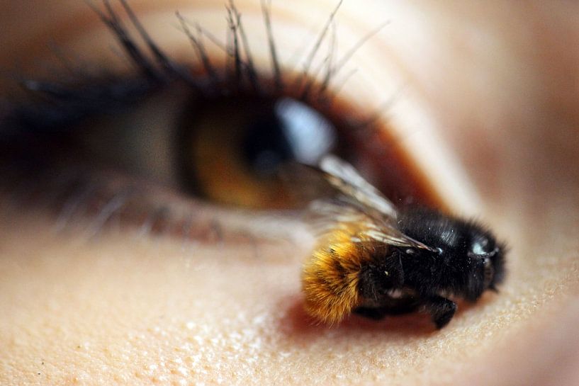 Little bumblebee by Felisa Friedman