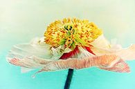 Lady Poppy 2 von AD DESIGN Photo & PhotoArt Miniaturansicht