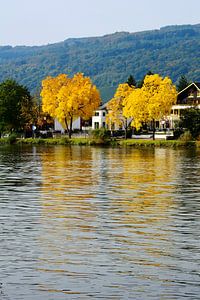 Leuchtender Ahorn bei Traben-Trarbach an der Mosel