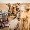 Camels in Sahara van Julian Buijzen
