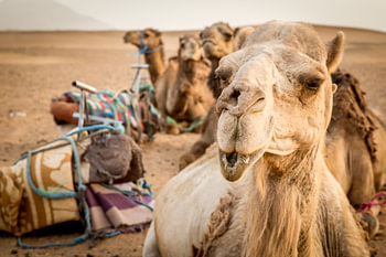 Kamele in der Sahara