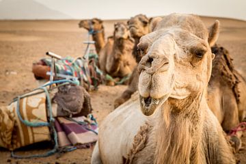 Camels in Sahara van Julian Buijzen
