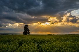 Gelbes Rapsfeld in voller Blüte mit dramatischem Himmel von adventure-photos