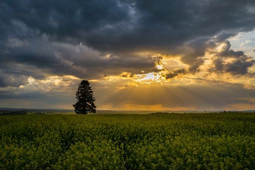 Champ de colza jaune en pleine floraison avec un ciel dramatique