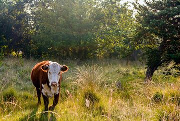 Vache Hereford dans une réserve naturelle néerlandaise