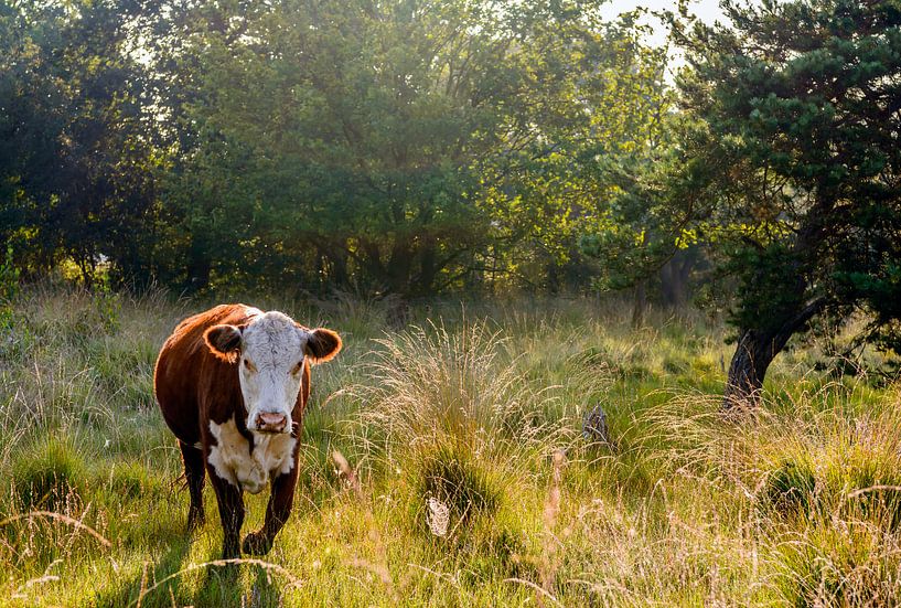 Hereford koe in een Nederlands natuurgebied van Ruud Morijn