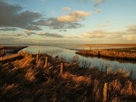 de Zwarte haan sur Brenda van der Zee